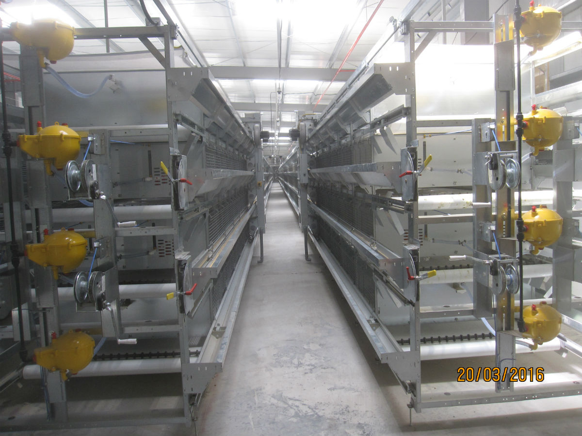 2 rows of S1000 rearing cage