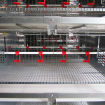 The S1000 rearing system adapts to the needs of D.O.C. and pullets